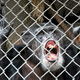 Illustration for article titled Why An Appeals Court Was Wrong To Say This Chimp Isnt A Person